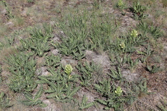 Acanthus hirsutus