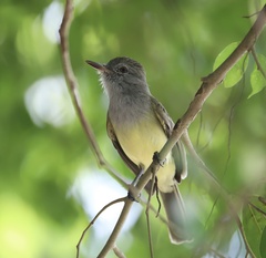 Myiarchus panamensis