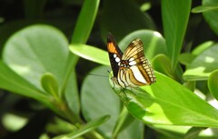 Adelpha serpa