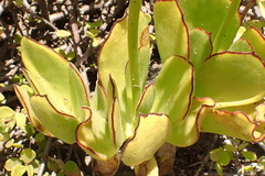 Cotyledon campanulata