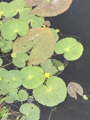 Nymphoides thunbergiana