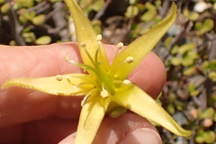 Cotyledon campanulata
