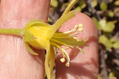 Cotyledon campanulata