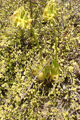 Cotyledon campanulata