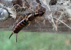 Forficula auricularia