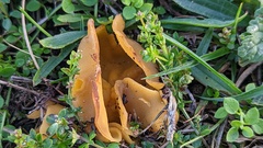 Sowerbyella radiculata