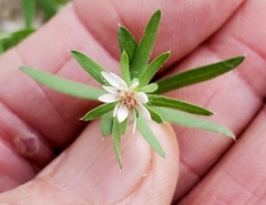 Symphyotrichum falcatum
