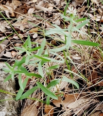 Symphyotrichum falcatum