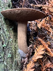 Porphyrellus