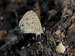 Leptotes pirithous