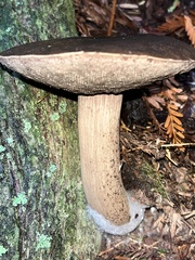 Porphyrellus
