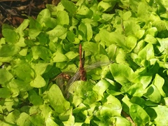 Sympetrum meridionale
