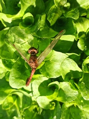 Sympetrum meridionale