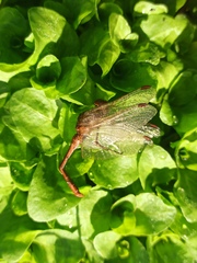 Sympetrum meridionale