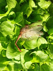Sympetrum meridionale