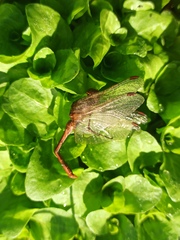 Sympetrum meridionale