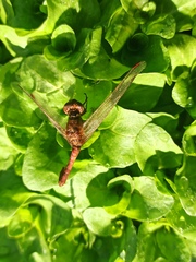 Sympetrum meridionale
