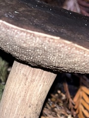 Porphyrellus