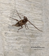 Oedopeza ocellator