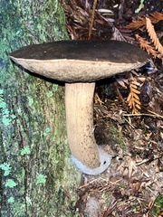 Porphyrellus