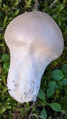 Lycoperdon lividum