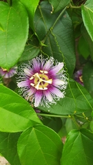 Passiflora serratifolia