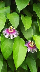 Passiflora serratifolia