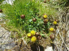 Trifolium badium