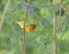 Setophaga petechia aequatorialis