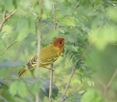 Setophaga petechia aequatorialis