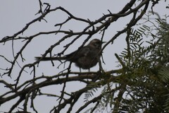 Mimus longicaudatus