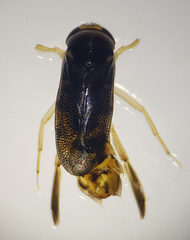 Corixa panzeri