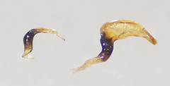 Corixa panzeri