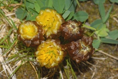 Trifolium badium