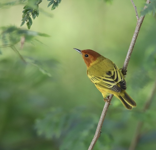 Mangrove Yellow Warbler (Setophaga petechia)