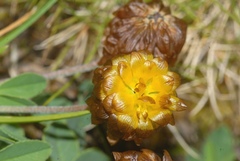Trifolium badium