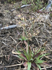 Juncus lomatophyllus