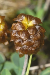 Trifolium badium