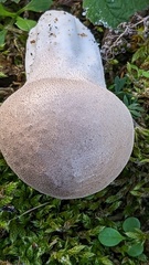 Lycoperdon lividum