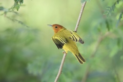 Setophaga petechia aequatorialis