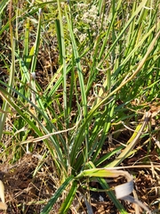 Carex acutiformis
