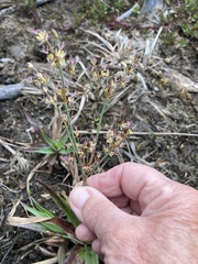 Juncus lomatophyllus