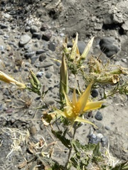 Mentzelia laevicaulis