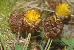 Trifolium badium