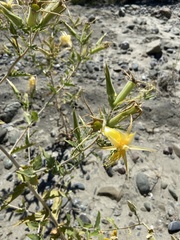 Mentzelia laevicaulis