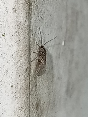 Teliapsocus