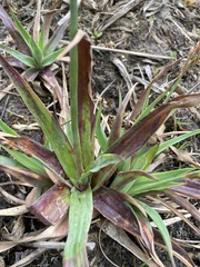 Juncus lomatophyllus