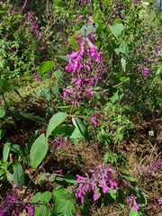 Penstemon clevelandii