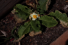 Primula