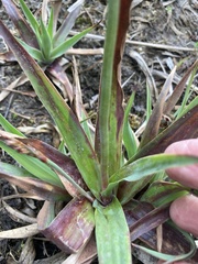 Juncus lomatophyllus
